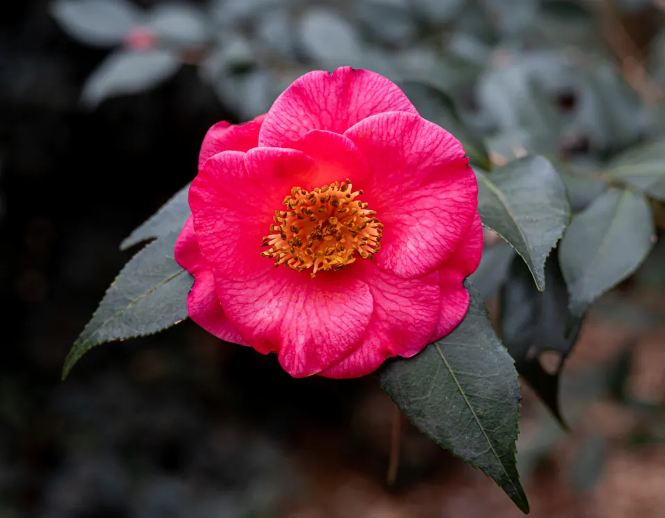 A red camellia flower in bloom among dark green leaves