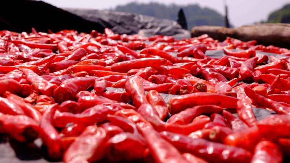 Rote Chilischoten trocknen in der Sonne